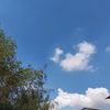 wongelik21