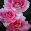 jayshree.ramasawm