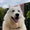 pets_love91
