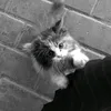 al_shamiria_555