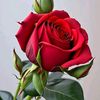 anfalfatima0123