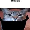 sincretismowo