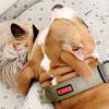 pit.x.yorkie