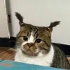 isbetterwithcats