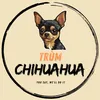 trumchihuahua1
