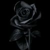 itsme.blackrose2