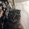 lgntz_