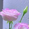 siulie295