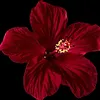 barsha9_t