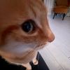 chatylovesrats