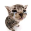 sariminion_