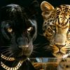 la.reine6887