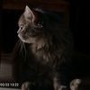 thyv_14