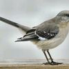 mockingbird1nabalcony
