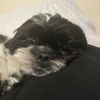 oreotheshihtzu523