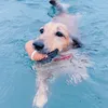 swimmingluludog