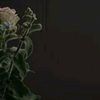 imrana.seyfu