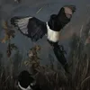_magpie__