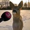 rezboyrezboyrezboy