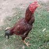 aliraza45922