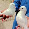 sohail.khan.miran2