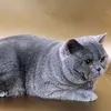 ca.nh.lm.c