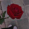 user136796883