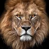 lionrider88