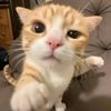 piyann_16