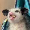 JamesonTheOpossum