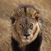 lawani.khan7736