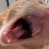 monimonzy