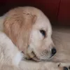 guidedogpuppyraiser