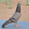 راعي زين