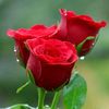 user7619381004287