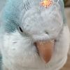 chonky.birb7