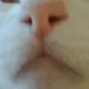 niccoloamatir
