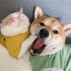 pet_socute