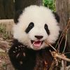 panda Flower flower