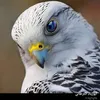 23ma