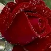 asuh__q1