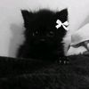 user1460992866240