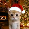 mr.cat_videos