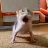nicoyaki