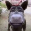 karandawj