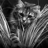 sam.plume