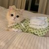 32cat_cat32