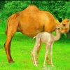 abdi.waxid.ahmed