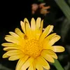 asmahnalbawi