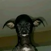 demonic_jay